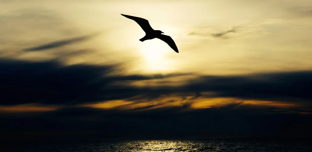 Seagull flying over ocean