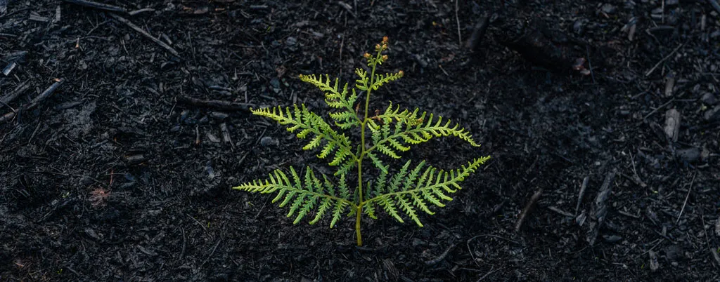 matt palmer qUsVYeuxLIQ unsplash result Re-Integration after Clinical treatment