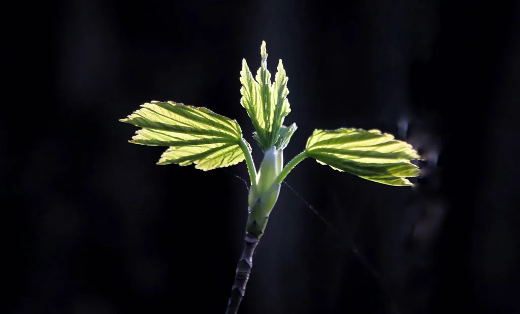 bernd dittrich i1hGobT Wlw unsplash result Re-Integration after Clinical treatment